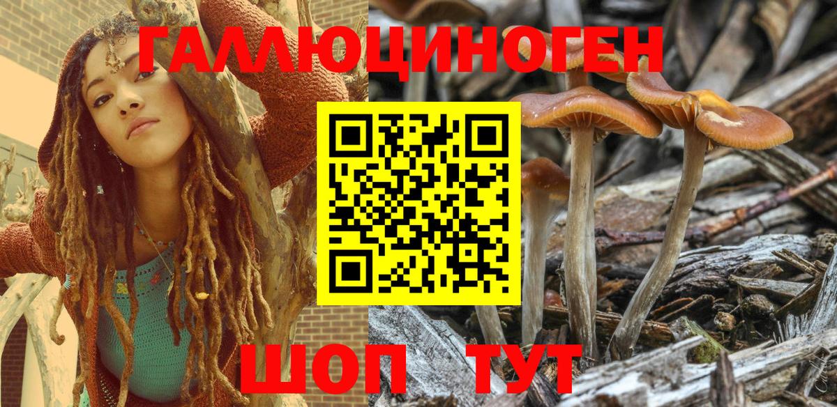 Псилоцибиновые грибы Cubensis  Галлюциногенные грибы Psilocybe  Прохладный 